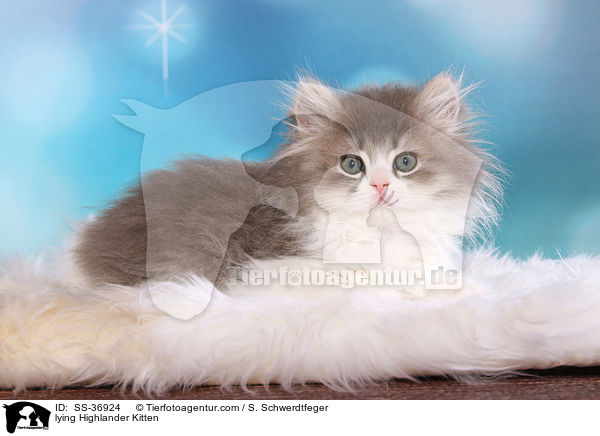lying Highlander Kitten / SS-36924