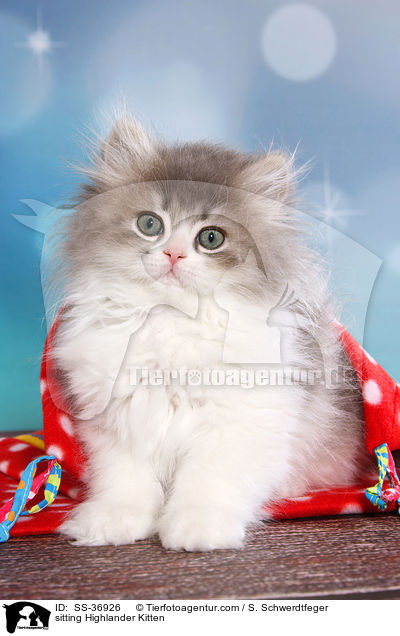 sitzendes Highlander Ktzchen / sitting Highlander Kitten / SS-36926