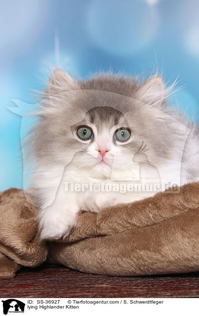 lying Highlander Kitten / SS-36927