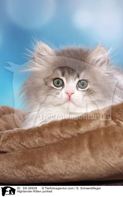 Highlander Ktzchen Portrait / Highlander Kitten portrait / SS-36928