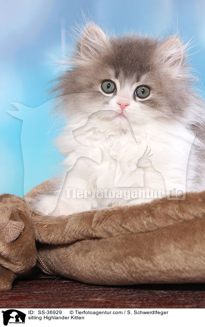 sitzendes Highlander Ktzchen / sitting Highlander Kitten / SS-36929