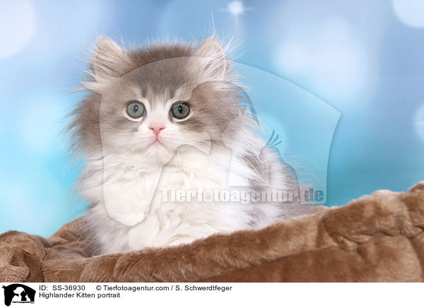 Highlander Ktzchen Portrait / Highlander Kitten portrait / SS-36930