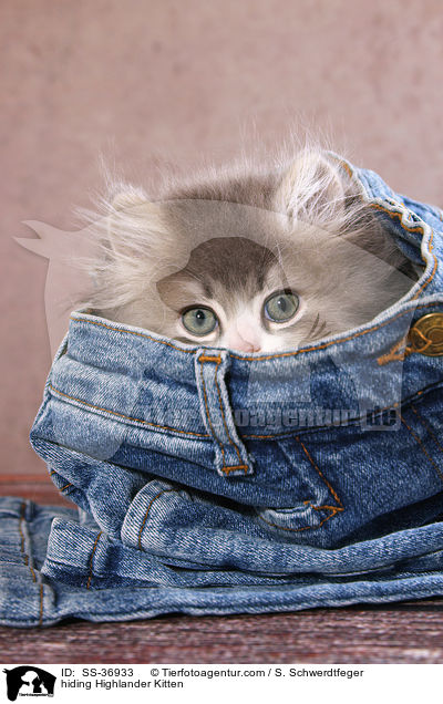 hiding Highlander Kitten / SS-36933