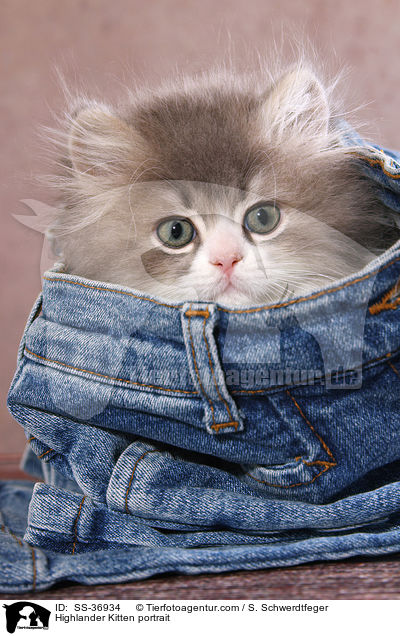 Highlander Kitten portrait / SS-36934