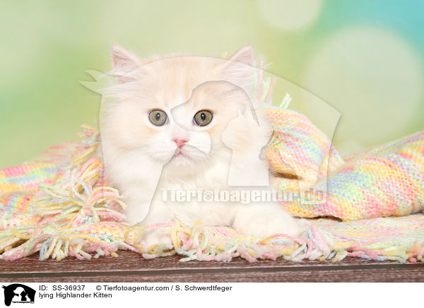 lying Highlander Kitten / SS-36937