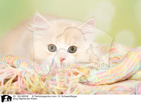 lying Highlander Kitten / SS-36938