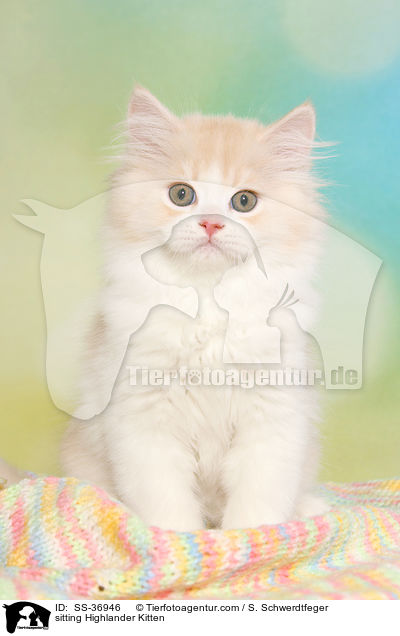 sitzendes Highlander Ktzchen / sitting Highlander Kitten / SS-36946