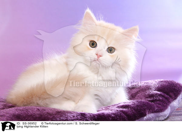liegendes Highlander Ktzchen / lying Highlander Kitten / SS-36952