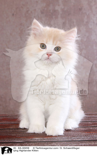 liegendes Highlander Ktzchen / lying Highlander Kitten / SS-36958