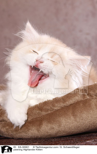 ghnendes Highlander Ktzchen / yawning Highlander Kitten / SS-36961