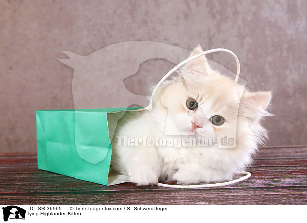 lying Highlander Kitten / SS-36965