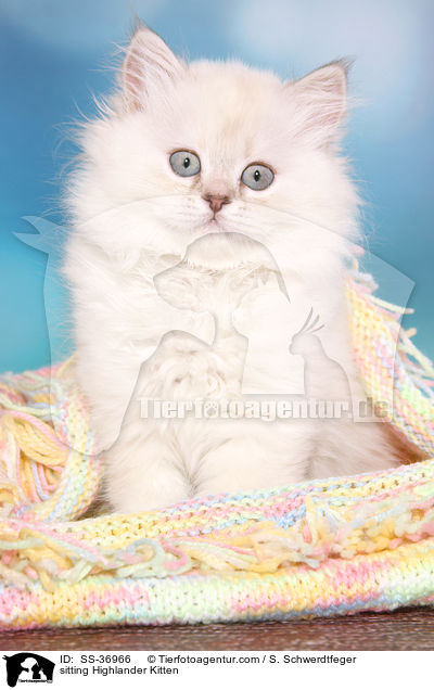 sitzendes Highlander Ktzchen / sitting Highlander Kitten / SS-36966