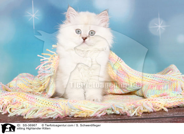 sitzendes Highlander Ktzchen / sitting Highlander Kitten / SS-36967