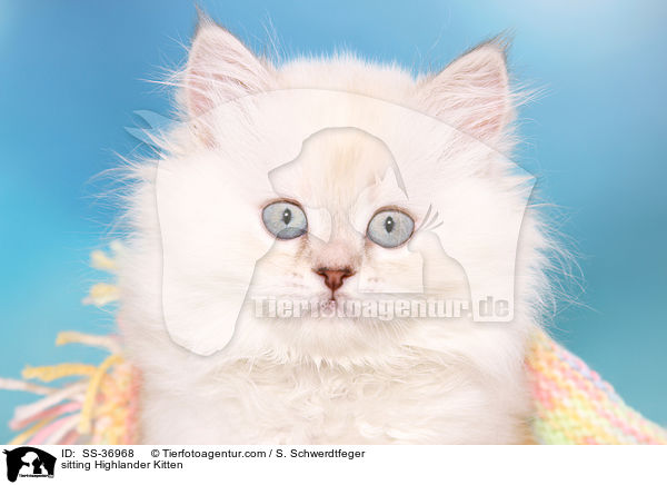 sitzendes Highlander Ktzchen / sitting Highlander Kitten / SS-36968