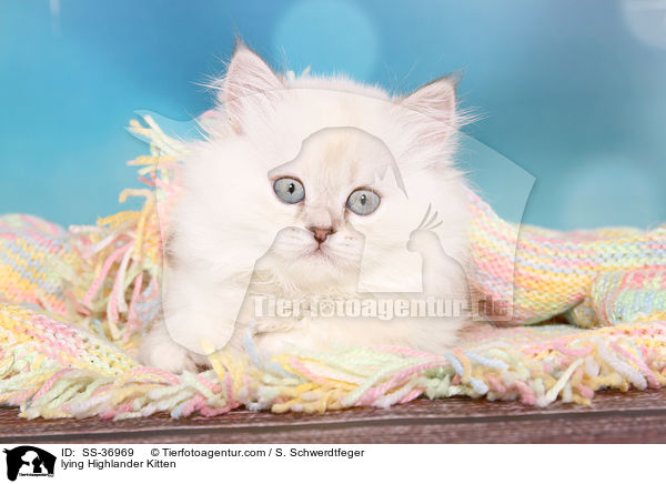 liegendes Highlander Ktzchen / lying Highlander Kitten / SS-36969