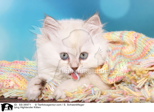 liegendes Highlander Ktzchen / lying Highlander Kitten / SS-36971