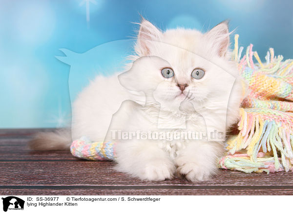liegendes Highlander Ktzchen / lying Highlander Kitten / SS-36977