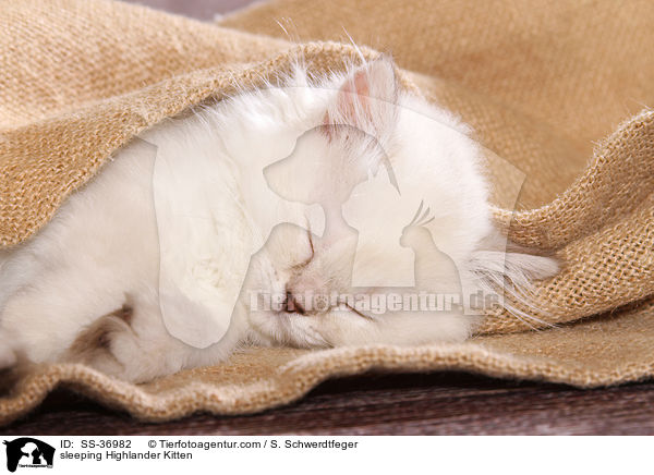 sleeping Highlander Kitten / SS-36982