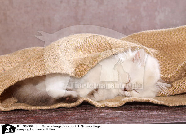 sleeping Highlander Kitten / SS-36983