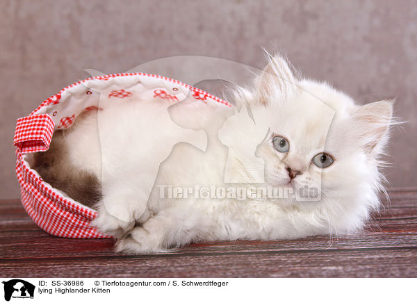lying Highlander Kitten / SS-36986