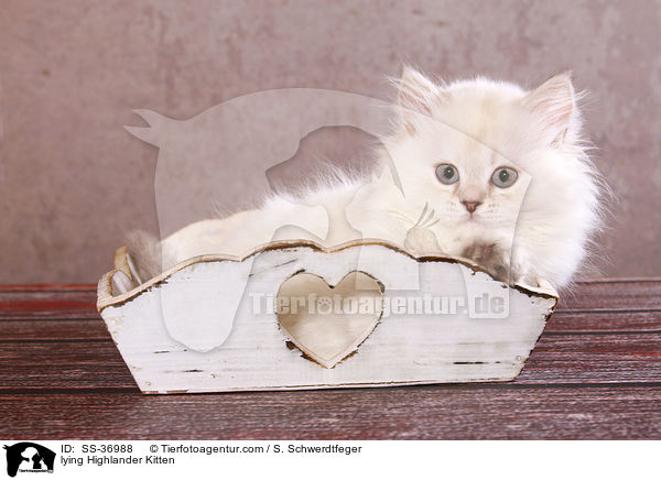 lying Highlander Kitten / SS-36988
