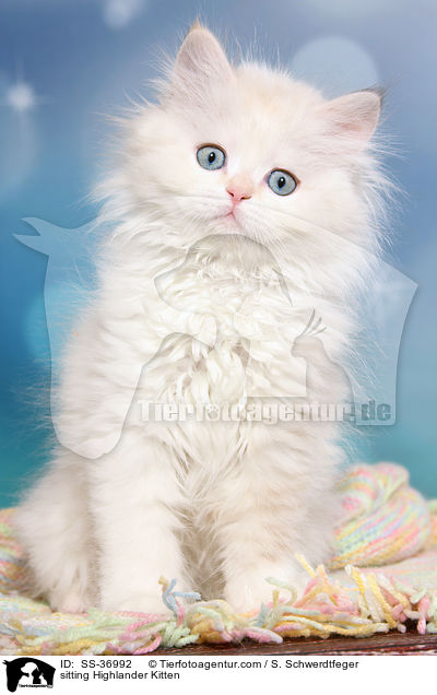 sitting Highlander Kitten / SS-36992