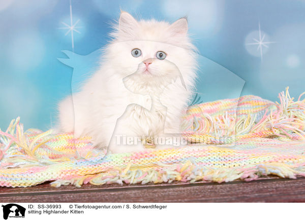 sitzendes Highlander Ktzchen / sitting Highlander Kitten / SS-36993