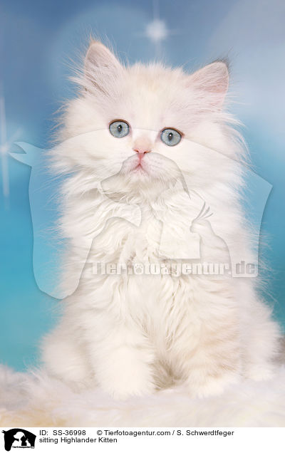 sitting Highlander Kitten / SS-36998