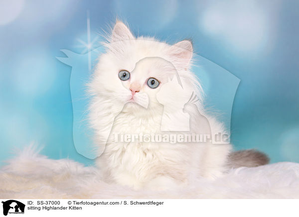 sitting Highlander Kitten / SS-37000