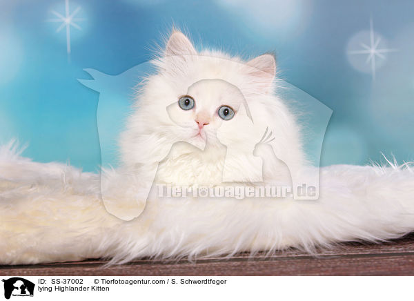 lying Highlander Kitten / SS-37002