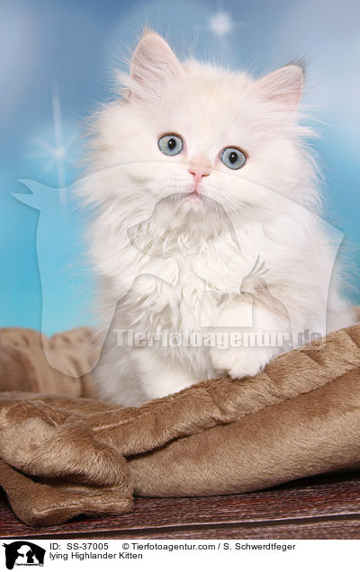 lying Highlander Kitten / SS-37005