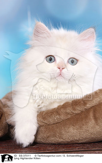 lying Highlander Kitten / SS-37011