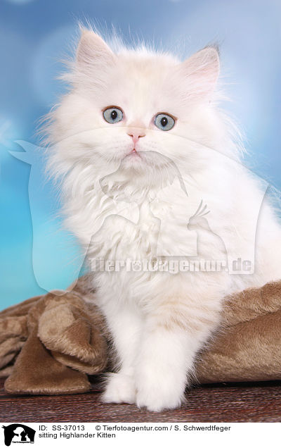 sitting Highlander Kitten / SS-37013