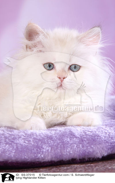 lying Highlander Kitten / SS-37015