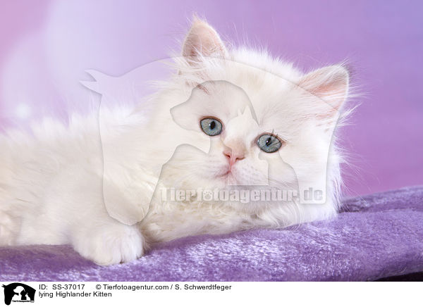 lying Highlander Kitten / SS-37017
