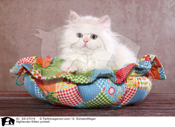 Highlander Kitten portrait / SS-37018