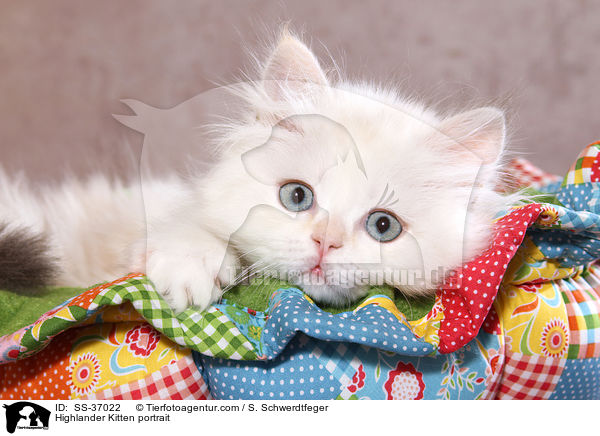 Highlander Ktzchen Portrait / Highlander Kitten portrait / SS-37022