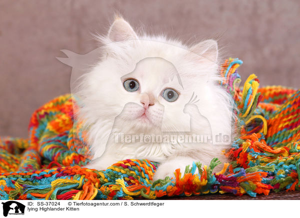 lying Highlander Kitten / SS-37024