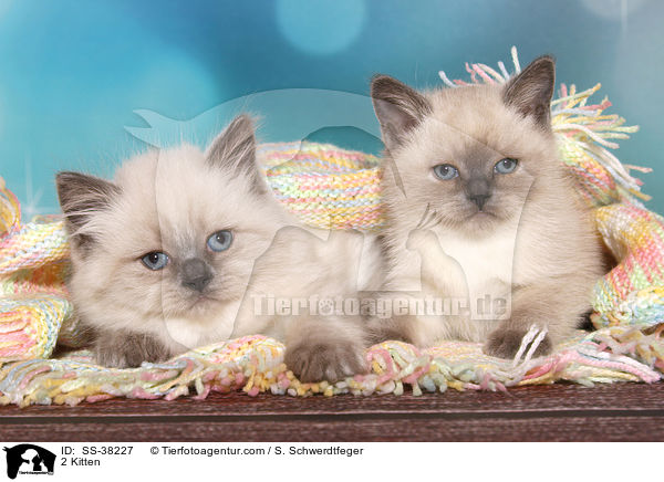 2 Kitten / SS-38227