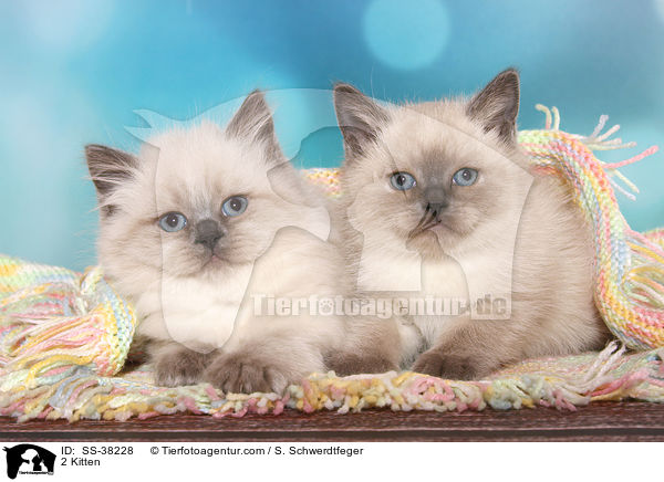 2 Kitten / SS-38228