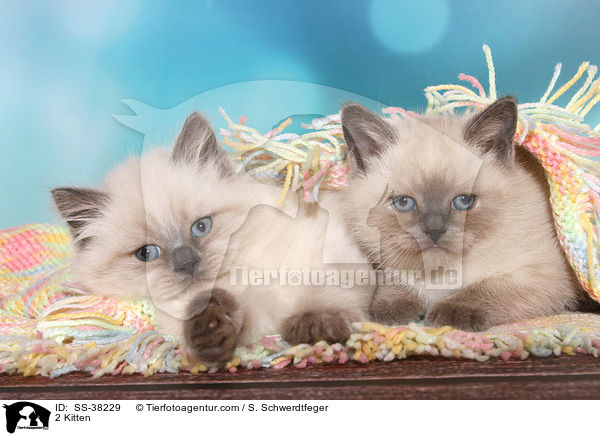 2 Kitten / SS-38229