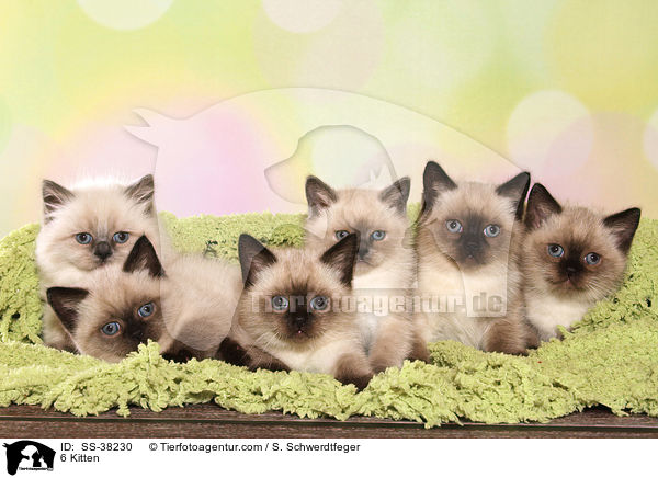 6 Kitten / SS-38230