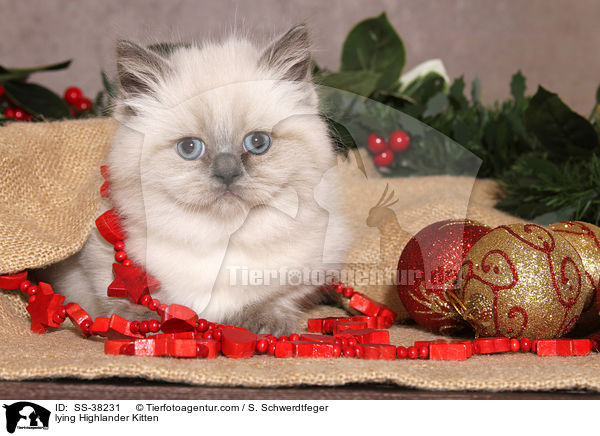 lying Highlander Kitten / SS-38231