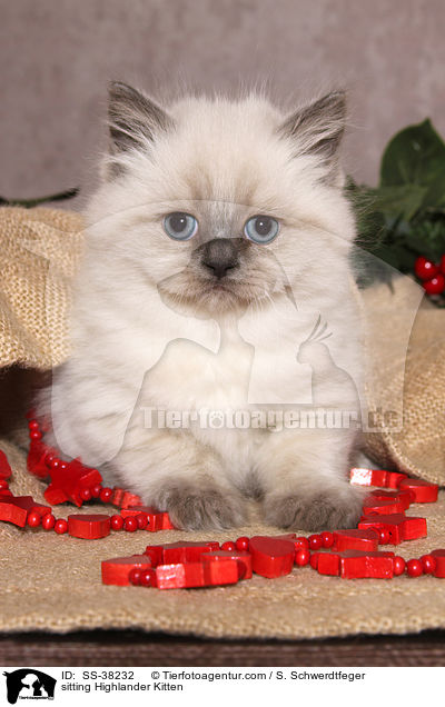 sitting Highlander Kitten / SS-38232