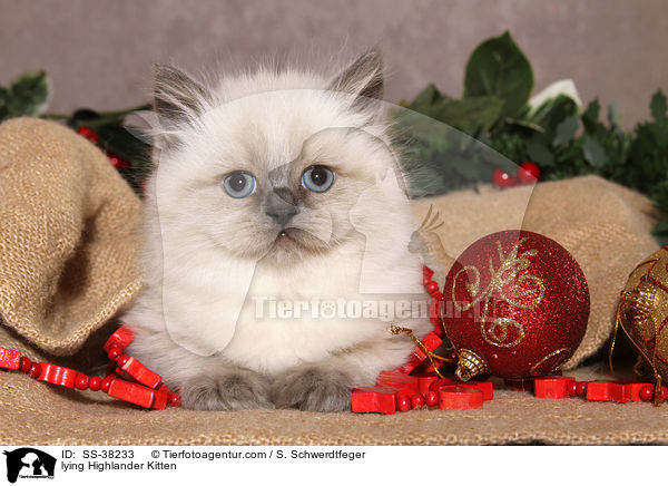 lying Highlander Kitten / SS-38233