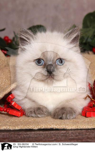 lying Highlander Kitten / SS-38234