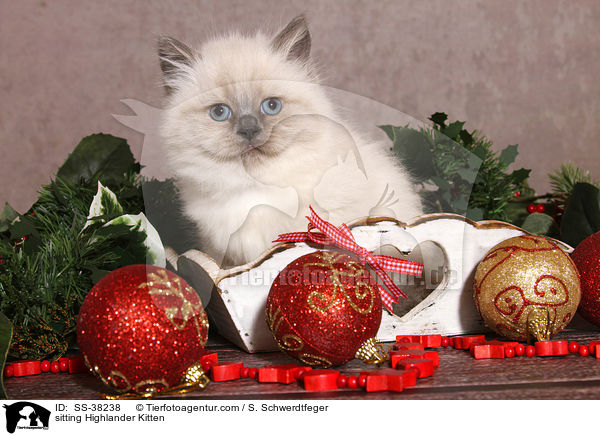 sitting Highlander Kitten / SS-38238