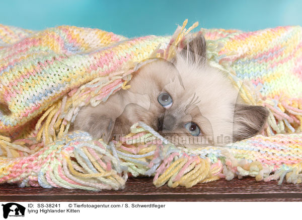 lying Highlander Kitten / SS-38241