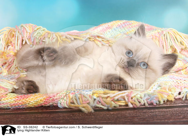 lying Highlander Kitten / SS-38242