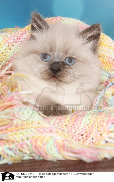 lying Highlander Kitten / SS-38243